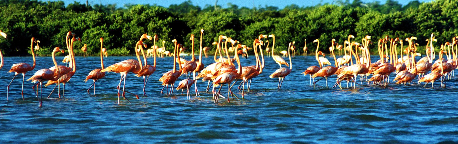 Pink Flamingo in Celestun