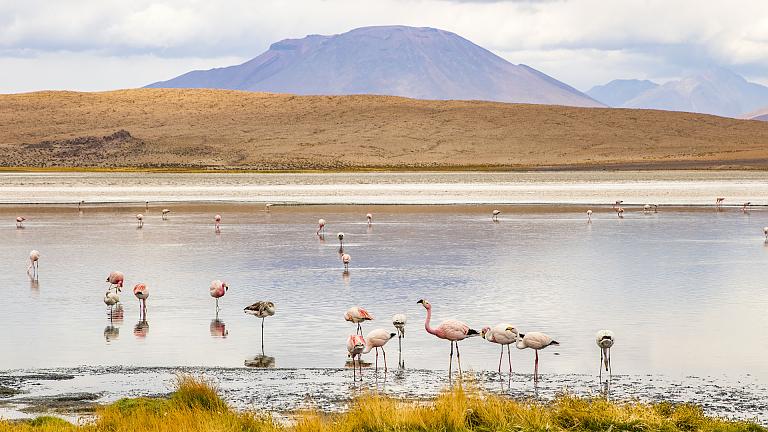 Bolivian Lagoon