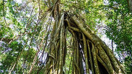 West Bali National Park 