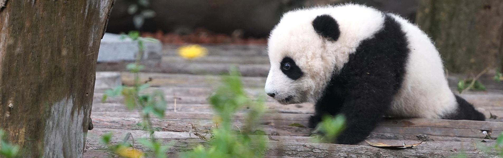 Pandas