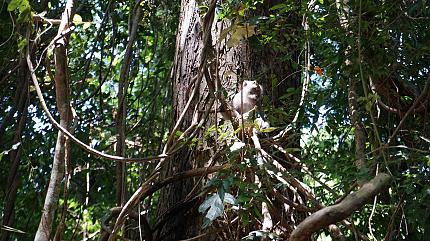 West Bali National Park 