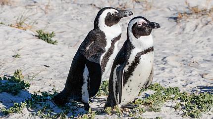 African Penguins at Boulders Beach