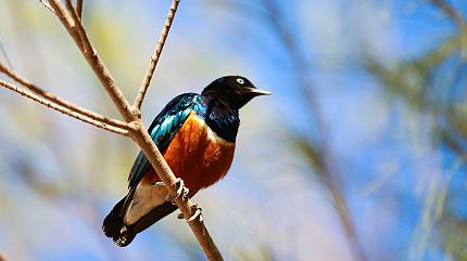 Birds Watching, Crescent Island Game Sanctuary