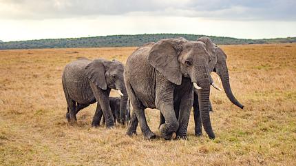 Maasai Mara National Reserve, Kenya