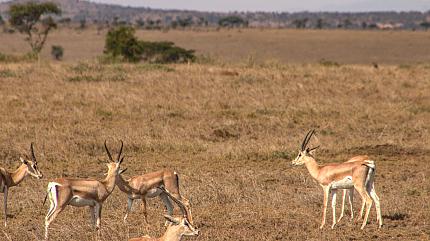 Lake Nakuru National Park