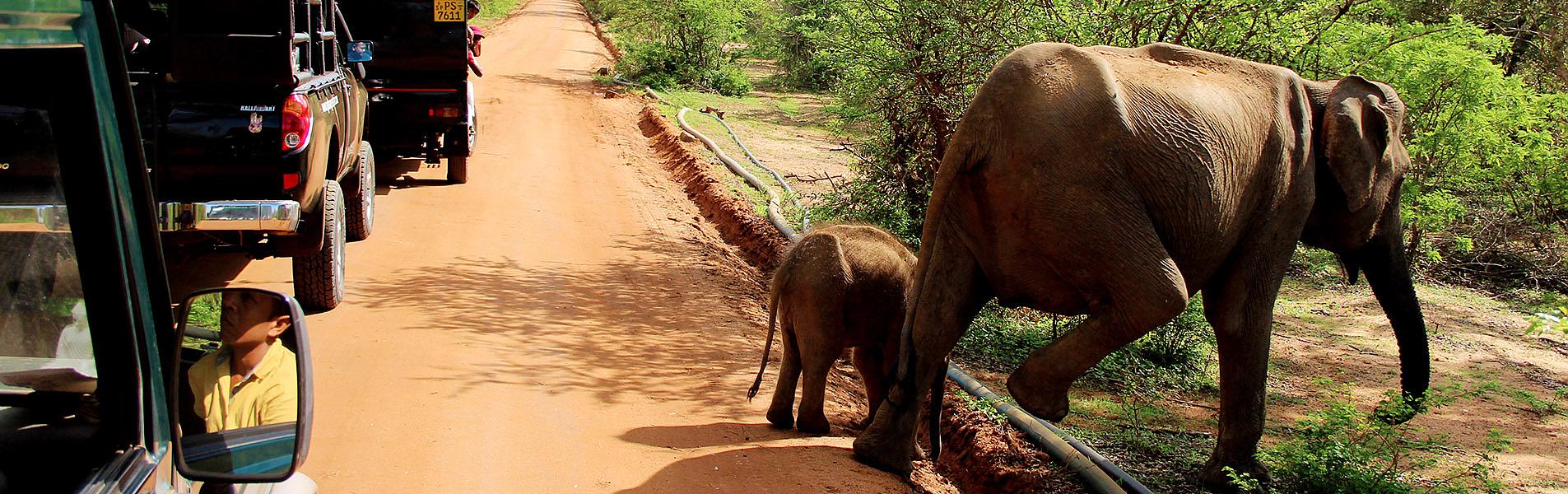 Sri Lanka Wildlife