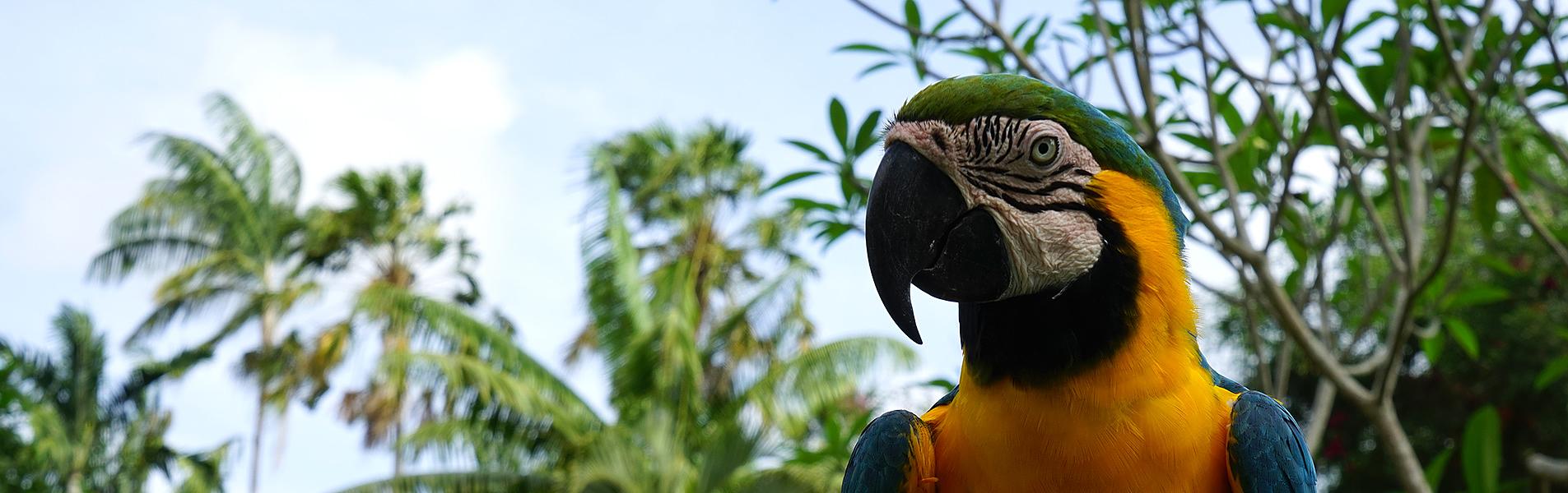 Bali Vacation with Wildlife