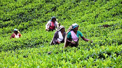 Nuwara Eliya Tea Plantation