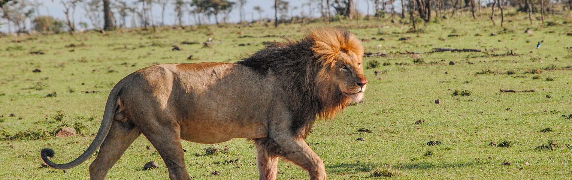 Maasai Mara Adventure
