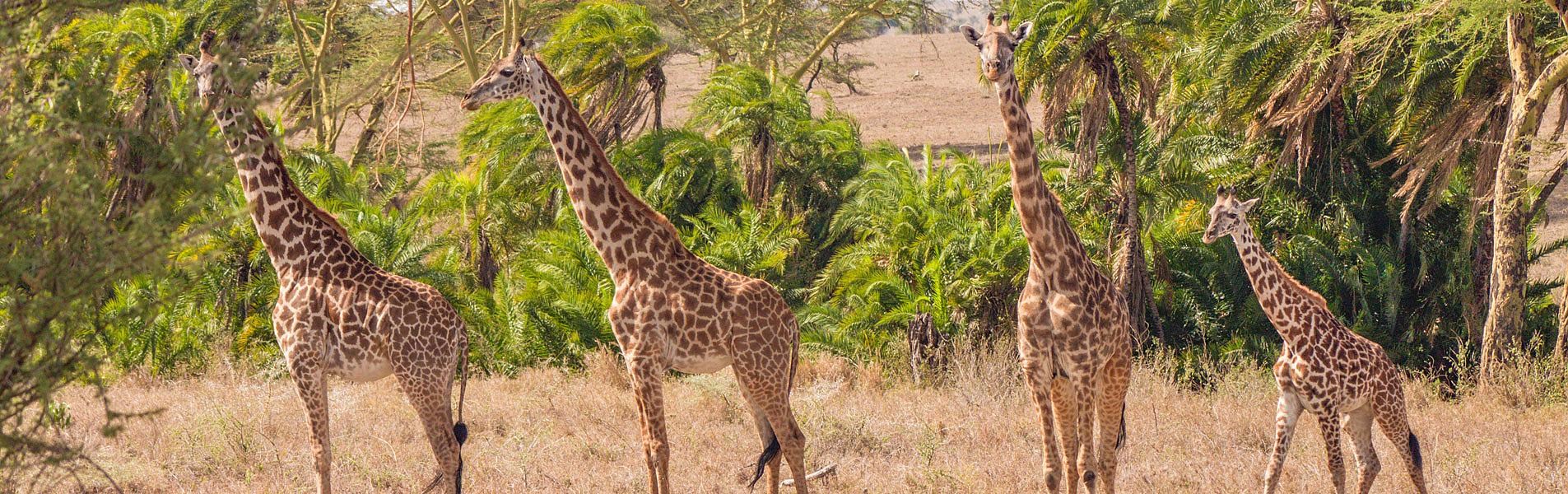 Sabi Sand Game Reserve