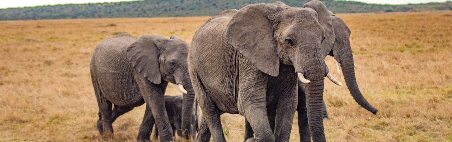 Maasai Mara National Reserve