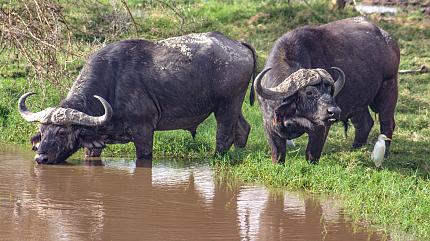 Sabi Sand Game Reserve, South Africa