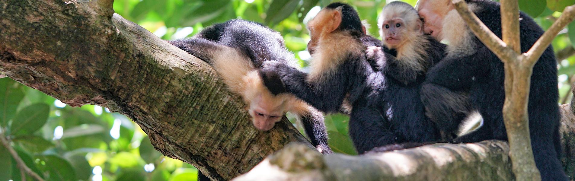 Costa Rica & Mexico: from Rainforest to Maya Ruins