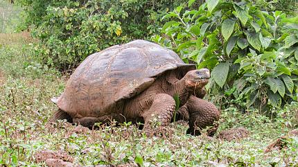 Giant Tortoise, Galapagos Islands
