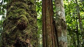Peru Amazon Rainforest