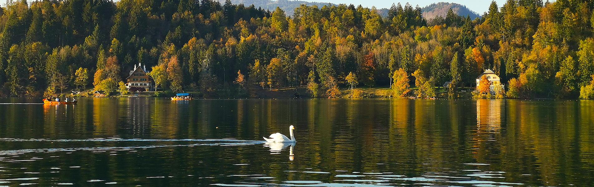 Bled