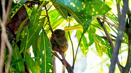 Tarsier Sanctuary, Bohol