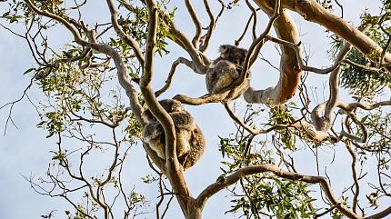Tower Hill Wildlife Reserve