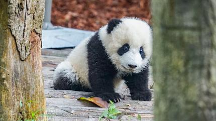 Chengdu Panda Breeding Base