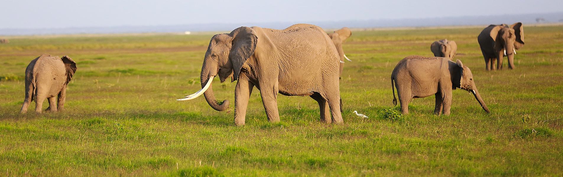 Queen Elizabeth National Park
