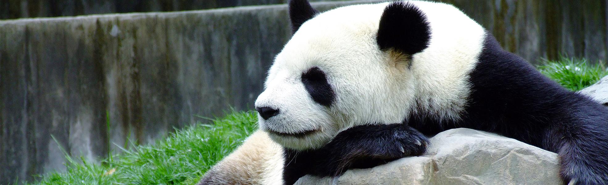 Giant Panda Reserve