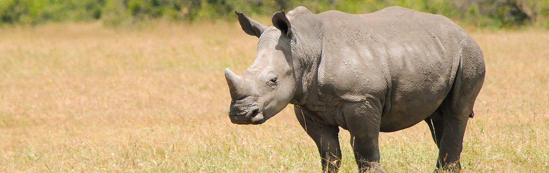 Ziwa Rhino Sanctuary