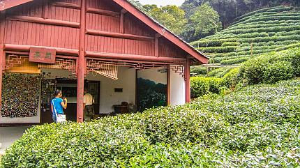 Dragon Well Tea Plantation, Hangzhou