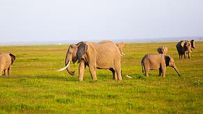 Queen Elizabeth National Park