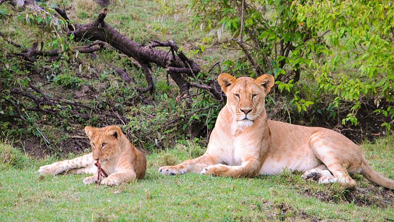 Queen Elizabeth National Park