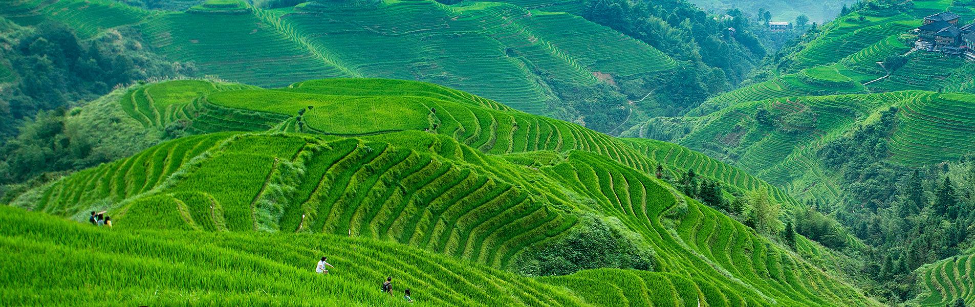 Sapa