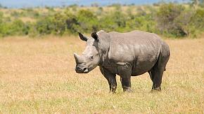 Ziwa Rhino Sanctuary