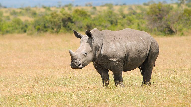 Ziwa Rhino Sanctuary