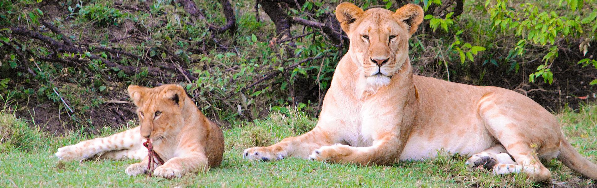 Queen Elizabeth National Park