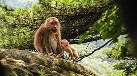 Huangshan Monkey