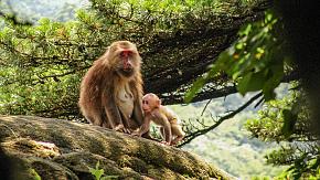 Huangshan Monkey