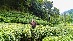 Longjing Tea Garden