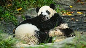 Pandas