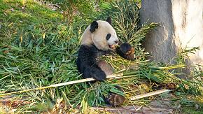 Chengdu Panda Tour