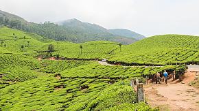 Tea Estate