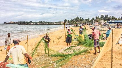 Negombo Fish Market