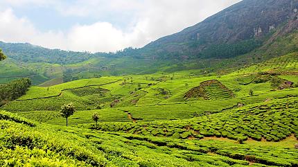 Tea Plantations, Munnar