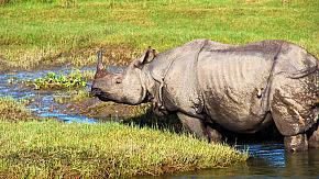 Chitwan Jungle