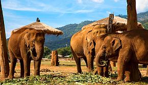 Baan Chang Elephant Park