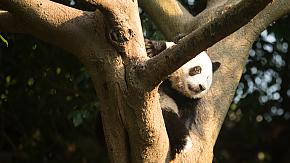 Giant pandas in Chengdu