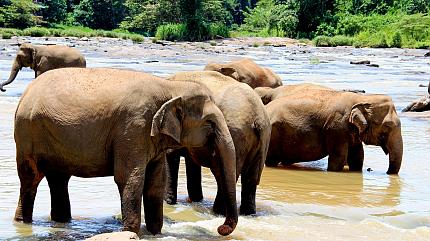 Elephant Orphanage, Pinnawala