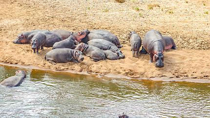 Black Rhino in Lake Nakuru National Park