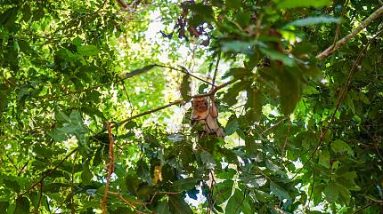 West Bali National Park