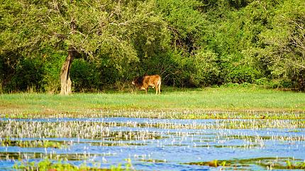 Hiriwadunna Village Tour