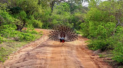 Peacock in Yala National Park