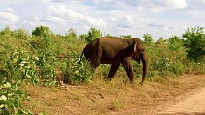 A wild elephant in Uda Walawe National Park